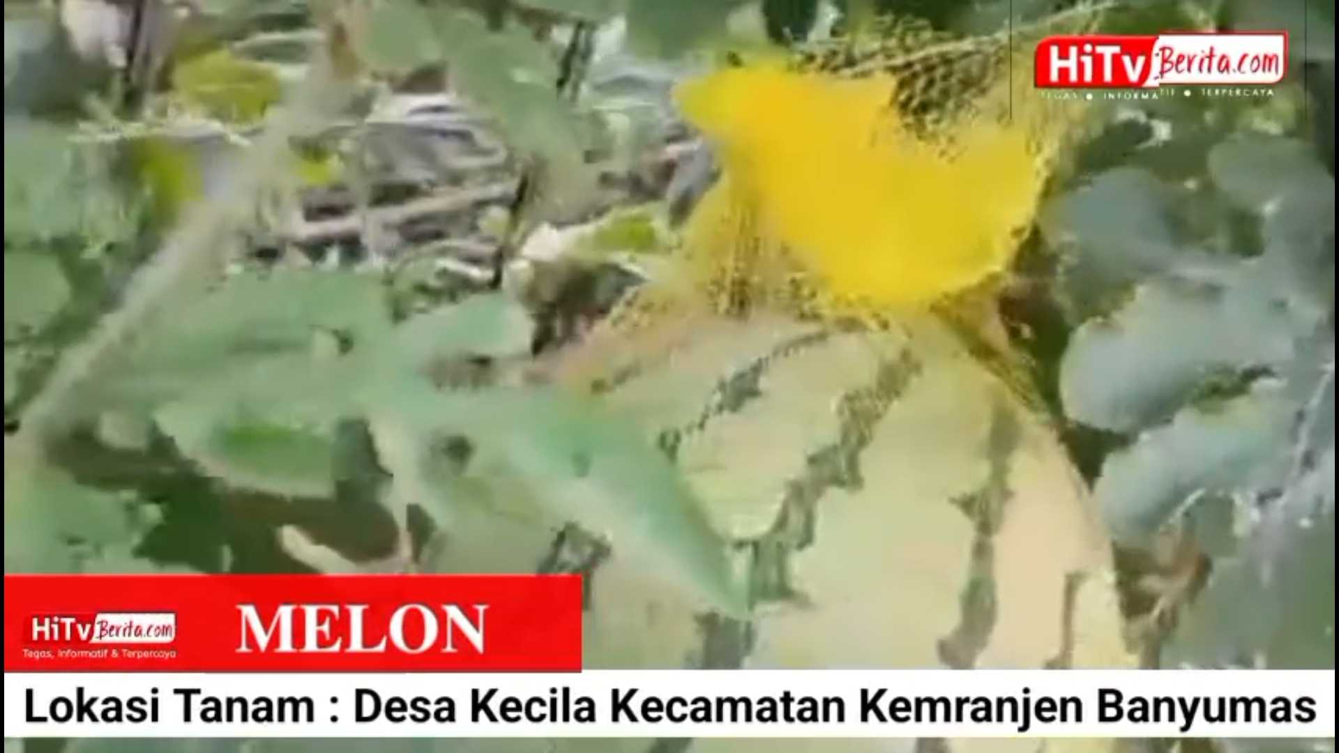 𝐌𝐄𝐋𝐎𝐍 𝐌𝐀𝐃𝐔 𝐓𝐞𝐭𝐚𝐩 𝐉𝐚𝐝𝐢 𝐏𝐢𝐥𝐢𝐡𝐚𝐧 𝐔𝐧𝐭𝐮𝐤 𝐌𝐚𝐬 𝐄𝐊𝐎 𝐏𝐚𝐝𝐚 𝐌𝐮𝐬𝐢𝐦 𝐓𝐚𝐧𝐚𝐦 𝟐𝟎𝟐𝟒 𝐃𝐢 𝐊𝐄𝐂𝐈𝐋𝐀 𝐊𝐞𝐦𝐫𝐚𝐧𝐣𝐞𝐧 𝐁𝐚𝐧𝐲𝐮𝐦𝐚𝐬