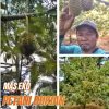 Petani Desa Karanggintung Panen Durian Montong, Persiapkan Durian Musangking dan Duri Hitam