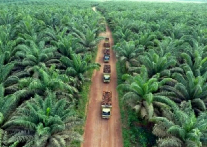 Penyegelan Lahan PT GAP: Pihak Perusahaan Tegaskan Semua Perizinan Sudah Sesuai Mekanisme!