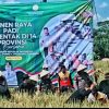 Pemkab Purwakarta Gelar Panen Raya Padi, Om Zein Targetkan Surplus Beras 100 Ribu Ton per Tahun