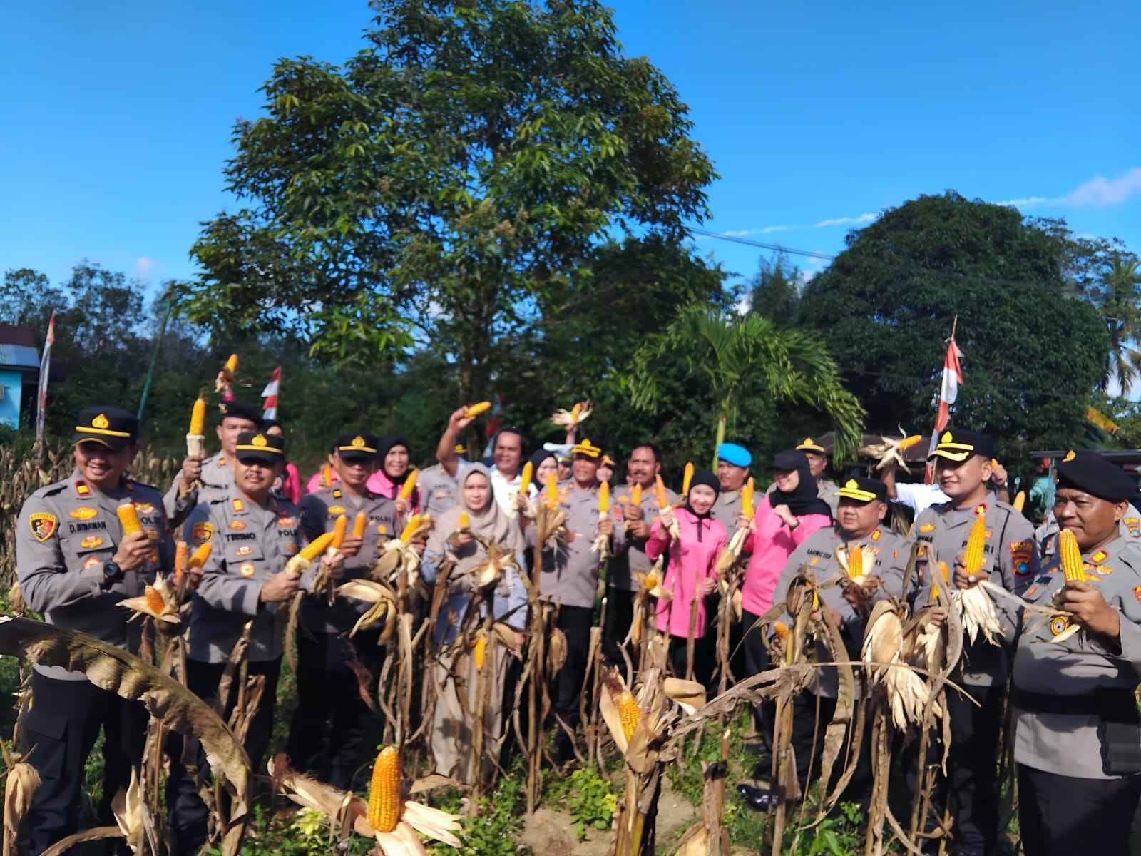 Kapolres Belitung Laksanakan Panen Jagung Di Desa Badau : Wujud Sinergi Polri dan Masyarakat Dukung Ketahanan Pangan Nasional