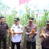Polda Babel Panen Raya Jagung Di Kebun Ketahanan Pangan, Hasilkan 11 Ton Lebih Jagung Hibrida
