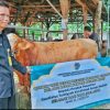 Sambut Idul Adha 1446 H, Presiden Prabowo Serahkan Sapi Kurban ke Ponpes Raudlatut Tarbiyah