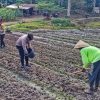 Polsek Dabo Singkep Tanam Jagung Dukung Ketahanan Pangan