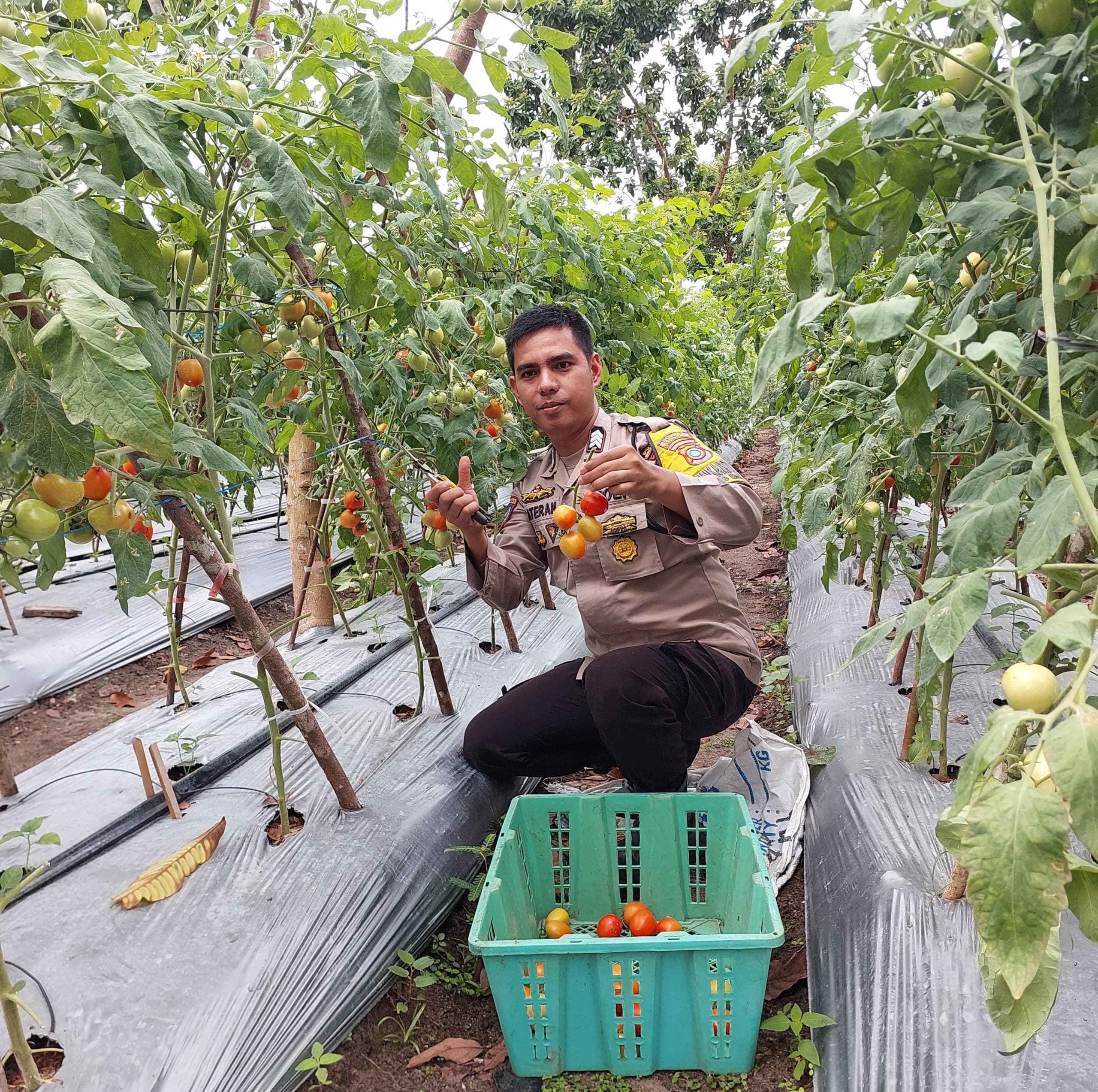 Cerita Brigadir Kateran Ajak Warga Binaannya Manfaatkan Lahan Tidur, Kini Sukses Panen Ratusan Kilogram Tomat