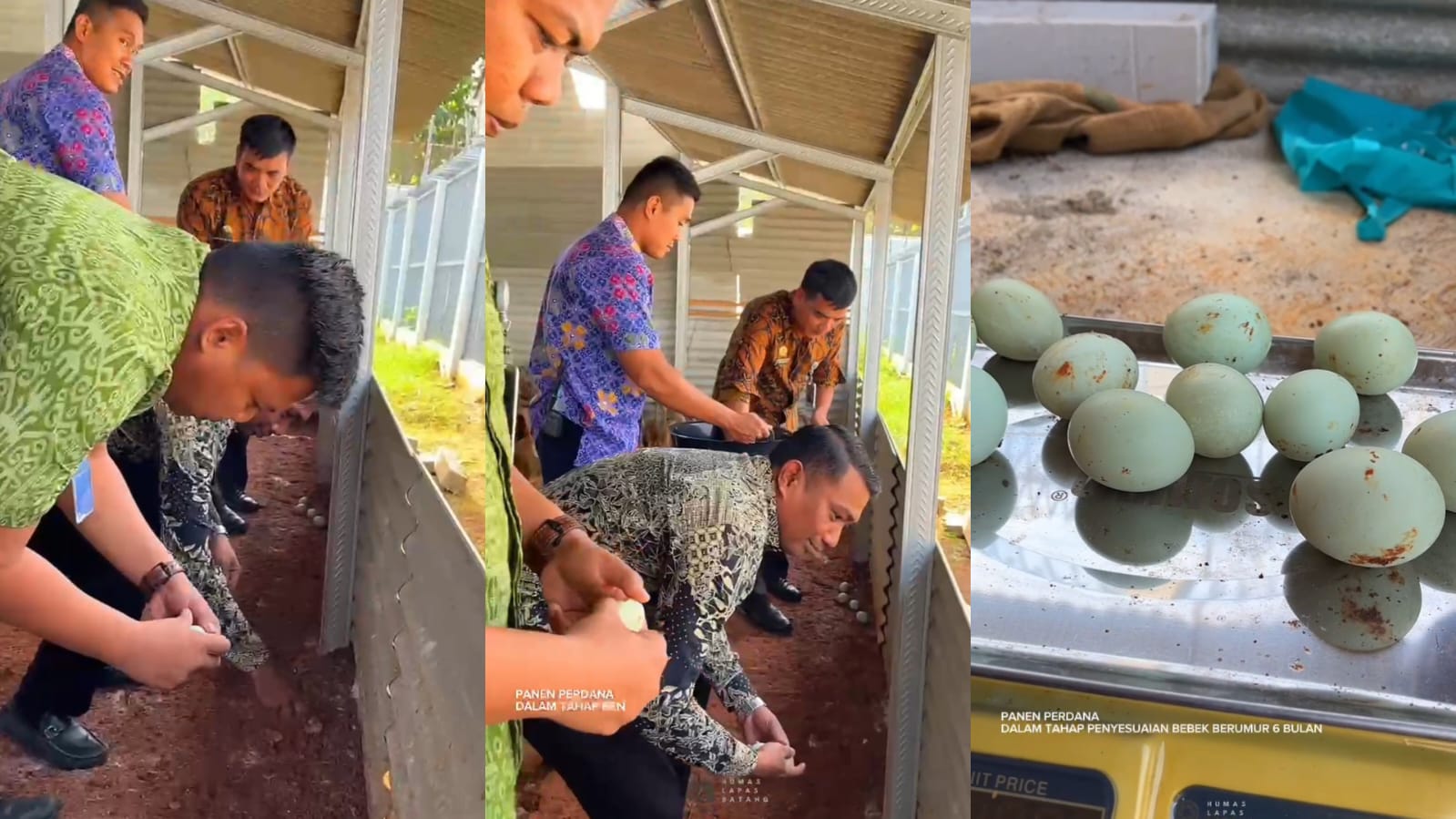 Peternakan Bebek Petelur di Lapas Batang