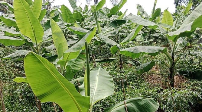 Pisang Cavendish, Peluang Baru Petani Banyumas di Tengah Harga Palawija Tidak Stabil