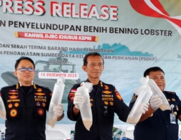 Bea Cukai Kepri Gagalkan Penyeludupan 129.965 Benih Lobster di Perairan Batam
