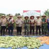 Polres Belitung Laksanakan Panen Raya Jagung Serentak Kuartal IV Tahun 2025