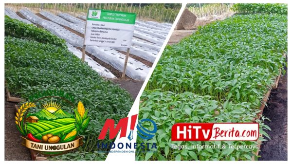 Demplot Cabai Organik di Petarangan Jadi Model Pertanian Berkelanjutan, Petani Kemranjen Didorong Naik Kelas
