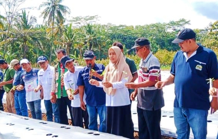 Kolaborasi Pemerintah, Petani, dan Media Kembangkan Demplot Cabai Organik di Banyumas