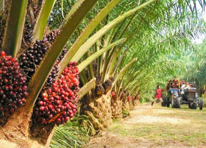 SHM Tak Dikembalikan, Petani Plasma di Kapuas Ambil Alih Kebun Sawit PT Graha Inti Jaya