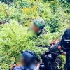 Satgas Swasembada Temukan Ladang Ganja di Pegunungan Bintang, Ratusan Batang Siap Panen Diamankan