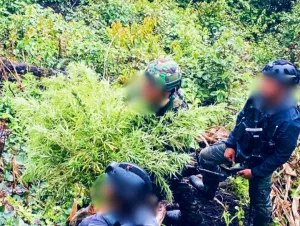 Satgas Swasembada Temukan Ladang Ganja di Pegunungan Bintang, Ratusan Batang Siap Panen Diamankan