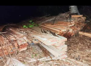 Temuan 10 Ton Kayu di Pesisir Desa Resang: Indikasi Pelanggaran Hukum, Pelaku Terancam Pidana Berat