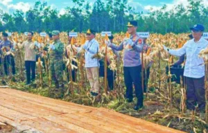Gubernur Agustiar Sabran Apresiasi Panen Raya Jagung, Dorong Kalteng Perkuat Swasembada Pangan