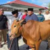Polres Belitung laksanakan pemotongan hewan qurban 9 ekor sapi dan 3 ekor kambing pada Hari Raya Idul Adha 1447 H
