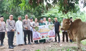 Polres Karimun Salurkan Sapi Kurban Kapolda Kepri dan Kapolres untuk Warga