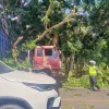 Pohon Tumbang Timpa Truk Trailer di Jalinsum Sergai, Lalu Lintas Sempat Tersendat