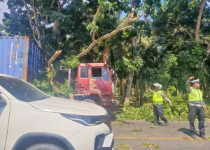 Pohon Tumbang Timpa Truk Trailer di Jalinsum Sergai, Lalu Lintas Sempat Tersendat