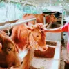 Jelang Idul Adha, Penjual Sapi Kurban di Purwakarta Keluhkan Daya Beli Turun Hingga 30 Persen