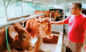 Jelang Idul Adha, Penjual Sapi Kurban di Purwakarta Keluhkan Daya Beli Turun Hingga 30 Persen