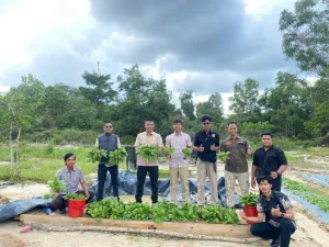 Polres Lingga Panen 50 Kilogram Pakcoy, Hasilnya Dibagikan kepada Personel