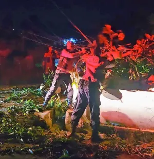 Pohon Tumbang Tutup Jalan di Bukit Sidomulyo, Polisi Gerak Cepat Lakukan Evakuasi