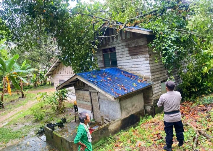 Cuaca Ekstrem Terjang Lingga, Pohon Tumbang Timpa Rumah Warga di Bukit Abun