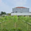 Anto Suroto Ajak Masyarakat Tekuni Budidaya Kelor, Dinilai Jadi Peluang Bisnis UMKM Bernilai Tinggi
