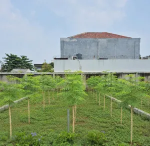 Anto Suroto Ajak Masyarakat Tekuni Budidaya Kelor, Dinilai Jadi Peluang Bisnis UMKM Bernilai Tinggi
