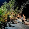 Respons Cepat Polisi dan Warga Evakuasi Pohon Tumbang, Akses Jalan di Desa Lanjut Kembali Normal