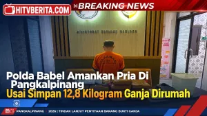 Polda Babel Amankan Pria Di Pangkalpinang Usai Simpan 12,8 Kilogram Ganja Dirumah