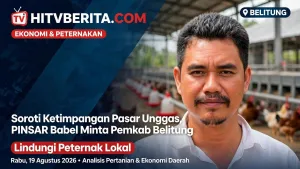 Soroti Ketimpangan Pasar Unggas, PINSAR Babel Minta Pemkab Belitung Lindungi Peternak Lokal