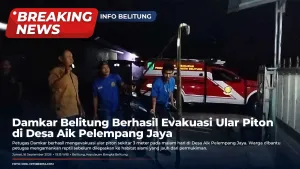 Damkar Belitung Berhasil Evakuasi Ular Piton di  Desa Aik Pelempang Jaya