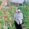 Melon Nauren dan Merlin Jadi Produk Unggulan Jurusan ATPH SMKN Maung Purwakarta