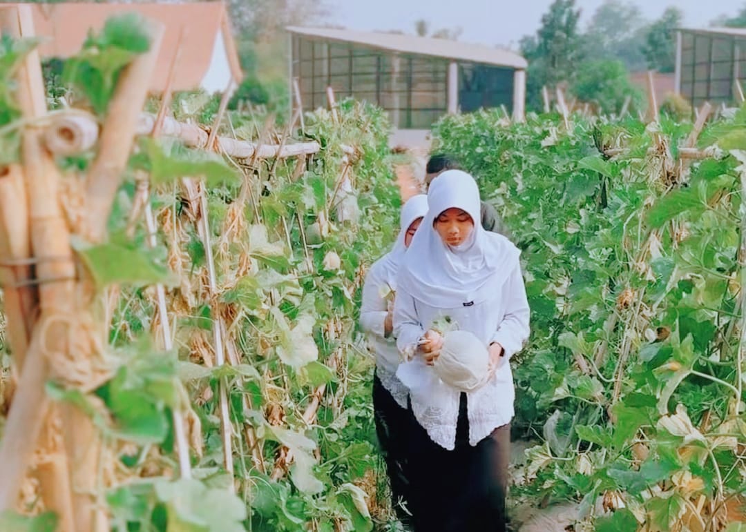 Melon Nauren dan Merlin Jadi Produk Unggulan Jurusan ATPH SMKN Maung Purwakarta